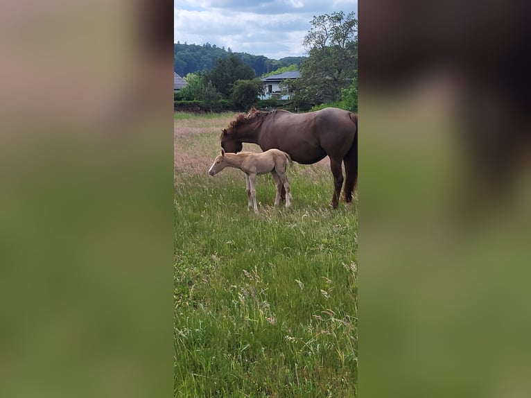 Caballo cuarto de milla Semental  Palomino in Dellfeld