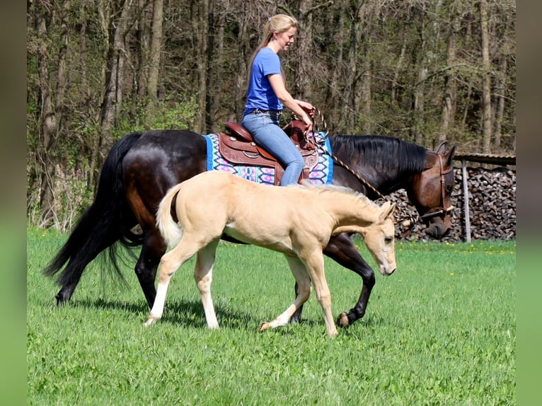 Caballo cuarto de milla Semental  Palomino in Schlammersdorf