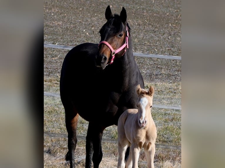 Caballo cuarto de milla Semental  Palomino in Schlammersdorf