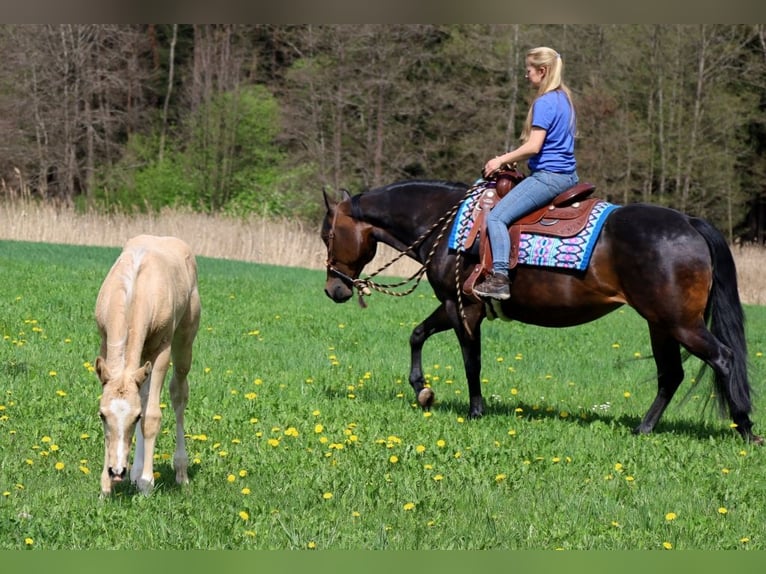 Caballo cuarto de milla Semental  Palomino in Schlammersdorf