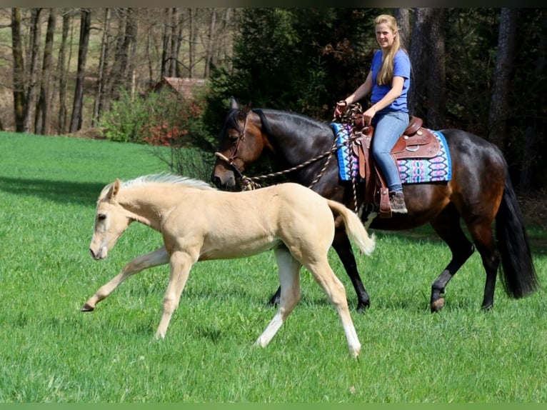 Caballo cuarto de milla Semental  Palomino in Schlammersdorf