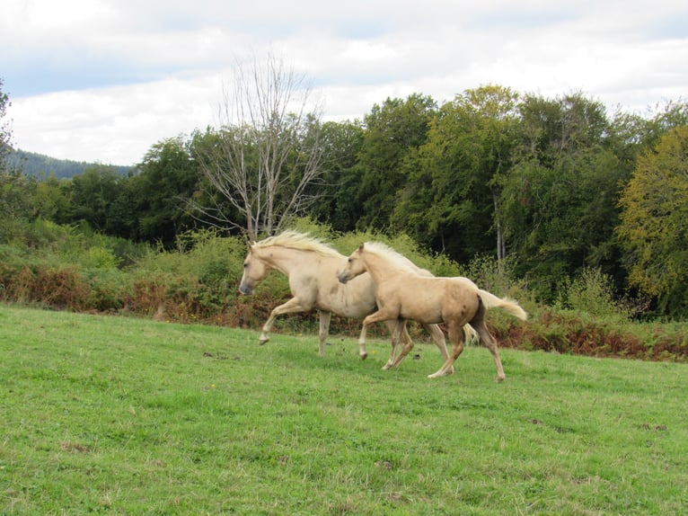 Caballo cuarto de milla Semental Potro (04/2025) Palomino in Ferrieres sur sichon