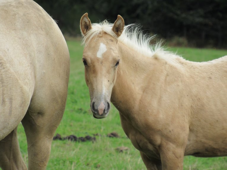 Caballo cuarto de milla Semental Potro (04/2025) Palomino in Ferrieres sur sichon