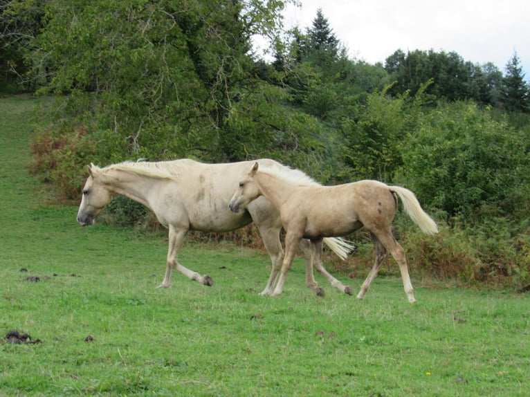 Caballo cuarto de milla Semental Potro (04/2025) Palomino in Ferrieres sur sichon