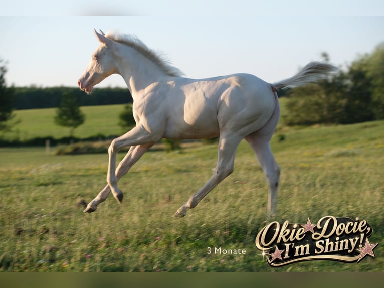 Caballo cuarto de milla Semental Potro (04/2026) Perlino in Kösching
