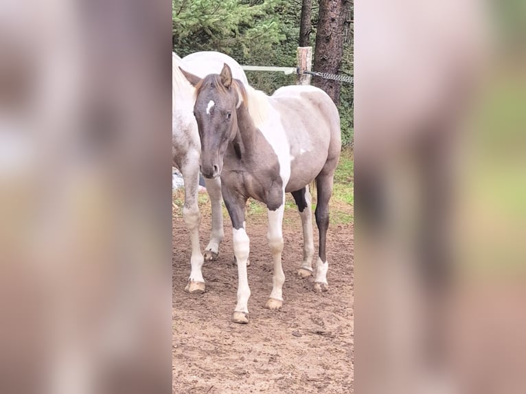 Caballo cuarto de milla Mestizo Semental Potro (01/2025) Pío in Heltersberg