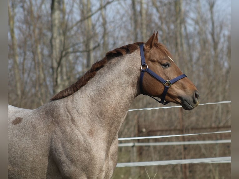 Caballo cuarto de milla Semental Potro (02/2026)  in Pöttsching