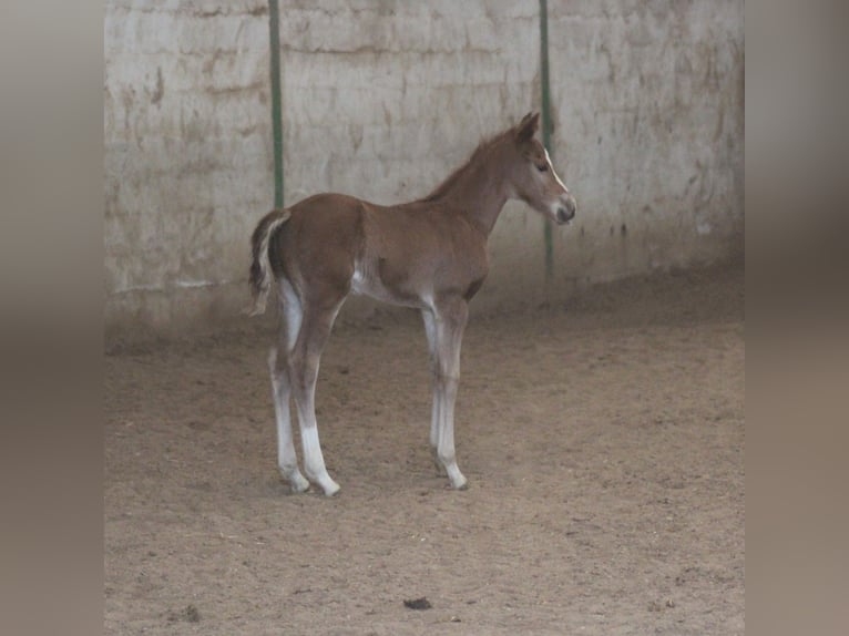 Caballo cuarto de milla Semental Potro (02/2026)  in Pöttsching