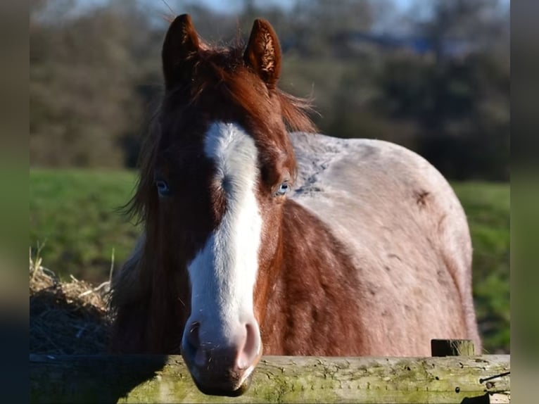 Caballo cuarto de milla Semental Potro (04/2026) Ruano alazán in Liskeard