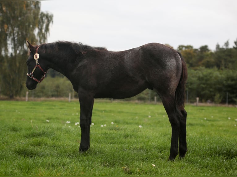 Caballo cuarto de milla Semental Potro (05/2025) Ruano azulado in Bassum