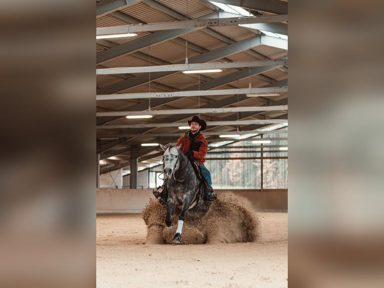 Caballo cuarto de milla Semental in Schönwalde