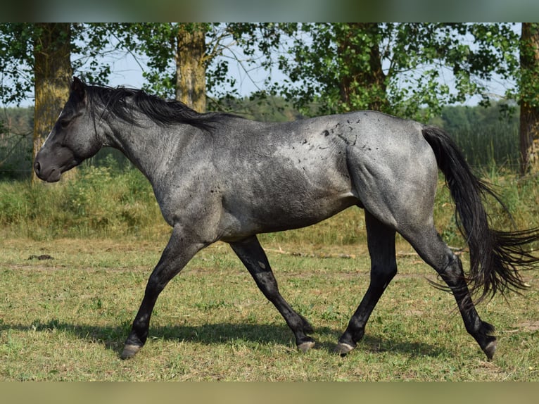 Caballo cuarto de milla Semental Ruano azulado in Neustadt Dosse