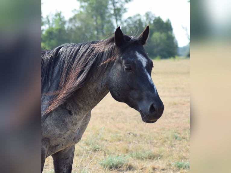 Caballo cuarto de milla Semental Ruano azulado in Neustadt Dosse
