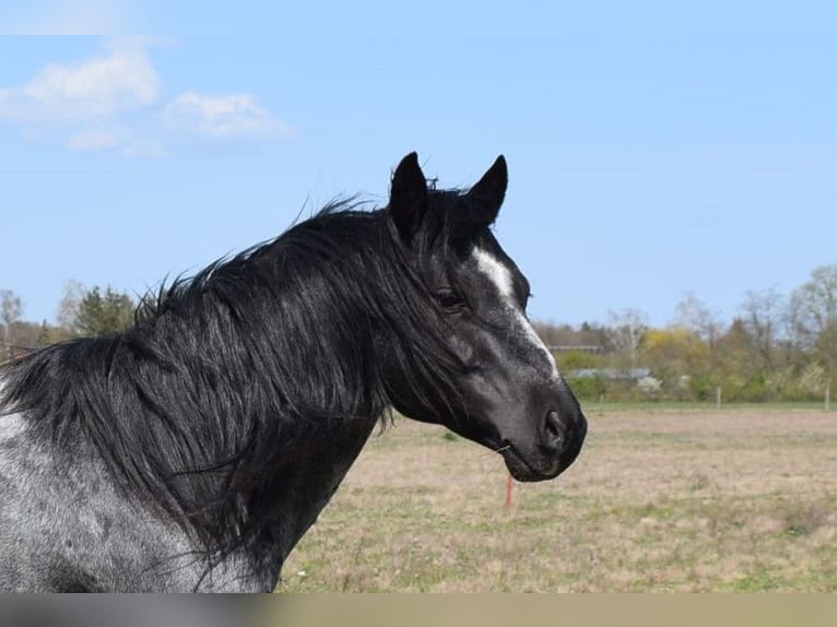 Caballo cuarto de milla Semental Ruano azulado in Neustadt Dosse