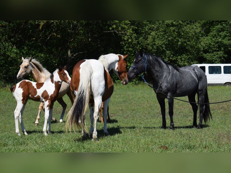 Caballo cuarto de milla Semental Ruano azulado in Neustadt Dosse
