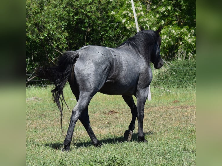 Caballo cuarto de milla Semental Ruano azulado in Neustadt Dosse