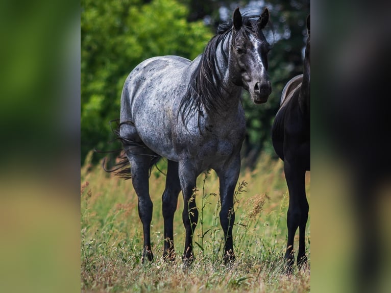 Caballo cuarto de milla Semental Ruano azulado in Neustadt Dosse