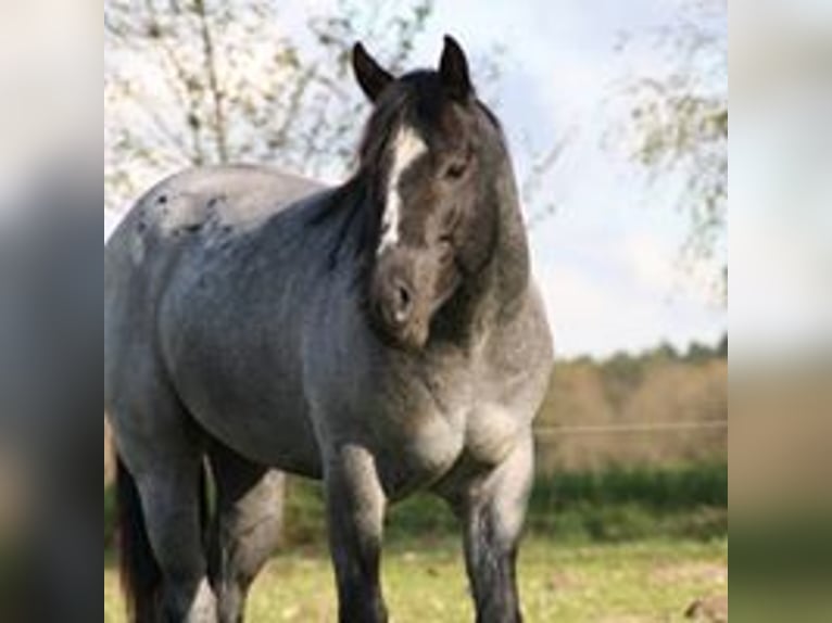 Caballo cuarto de milla Semental Ruano azulado in Neustadt Dosse