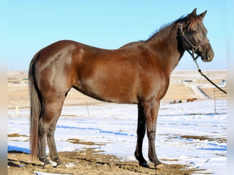 Caballo cuarto de milla Yegua 10 años 142 cm Negro in Fort Collins