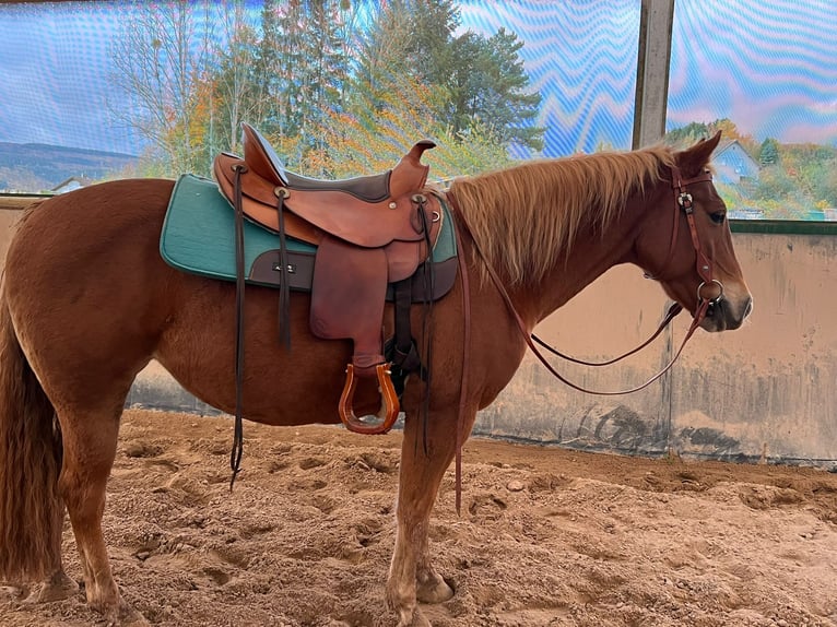 Caballo cuarto de milla Mestizo Yegua 10 años 146 cm Alazán in Wadern