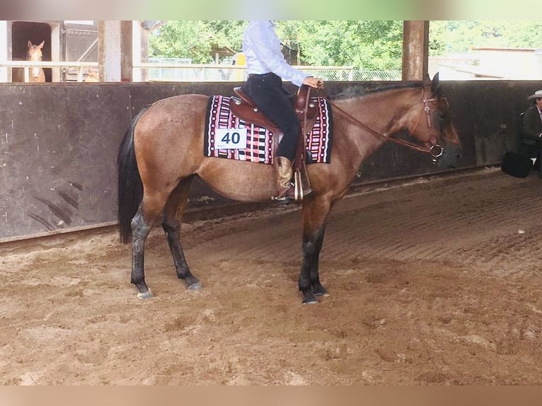 Caballo cuarto de milla Yegua 10 años 146 cm Castaño-ruano in Viernau