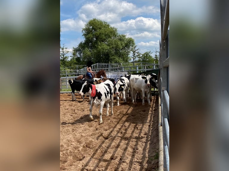 Caballo cuarto de milla Yegua 10 años 146 cm Castaño-ruano in Viernau
