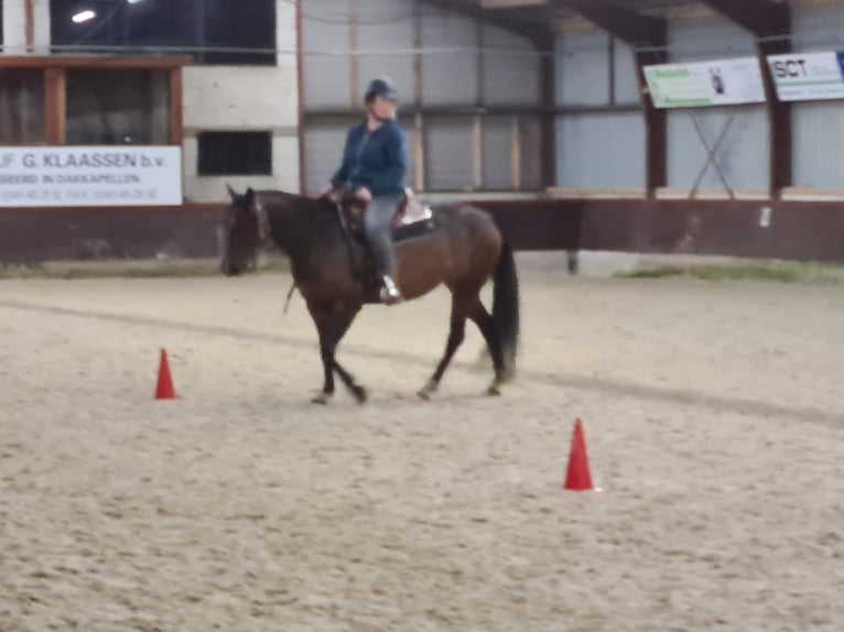 Caballo cuarto de milla Yegua 10 años 148 cm Castaño oscuro in Oldebroek