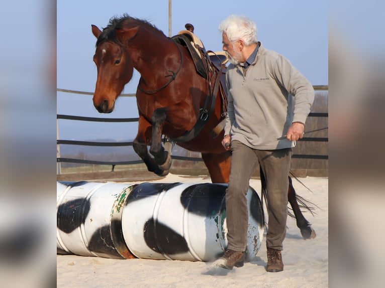 Caballo cuarto de milla Yegua 10 años 148 cm Castaño in Müglitztal