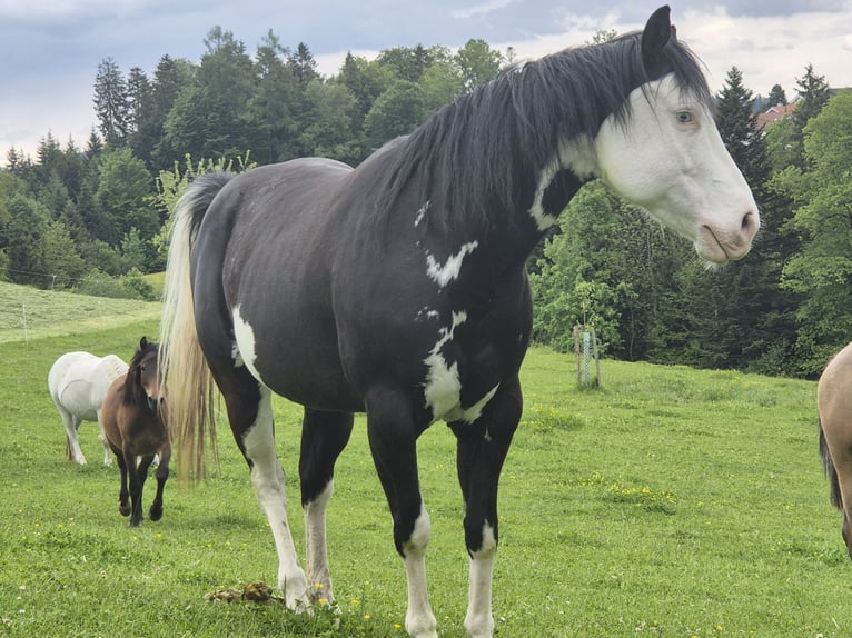 Caballo cuarto de milla Yegua 10 años 148 cm Overo-todas las-capas in Herisau