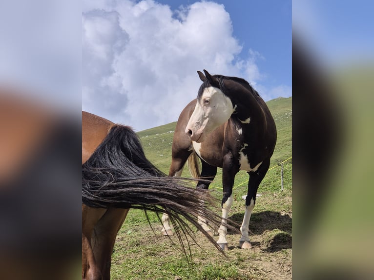 Caballo cuarto de milla Yegua 10 años 148 cm Overo-todas las-capas in Herisau