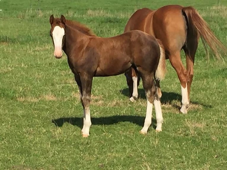 Caballo cuarto de milla Yegua 10 años 150 cm Alazán in Grote-Brogel