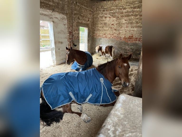 Caballo cuarto de milla Yegua 10 años 150 cm Alazán in Markt Bibart