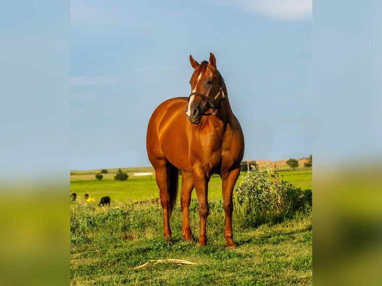 Caballo cuarto de milla Yegua 10 años 150 cm Alazán-tostado in Elk City OK