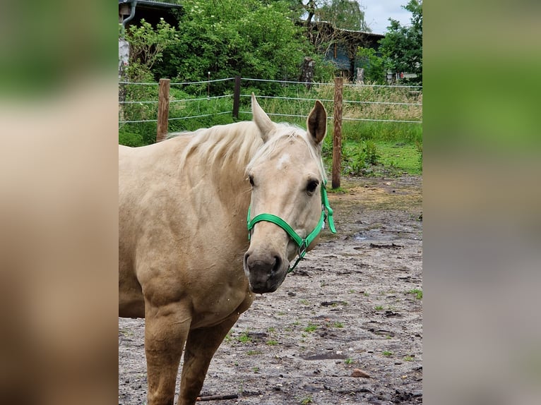 Caballo cuarto de milla Yegua 10 años 150 cm Dunalino (Cervuno x Palomino) in Wagenhoff