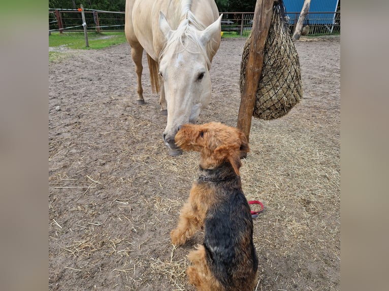 Caballo cuarto de milla Yegua 10 años 150 cm Dunalino (Cervuno x Palomino) in Wagenhoff