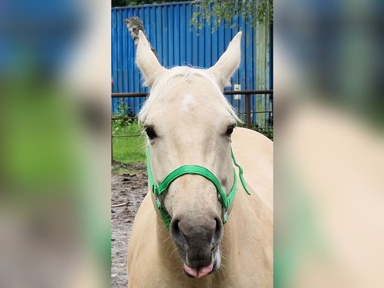 Caballo cuarto de milla Yegua 10 años 150 cm Dunalino (Cervuno x Palomino) in Wagenhoff