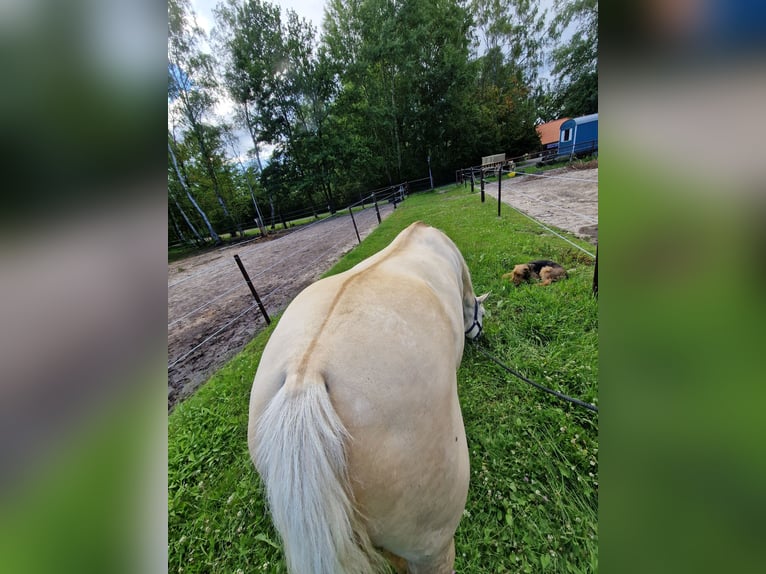 Caballo cuarto de milla Yegua 10 años 150 cm Dunalino (Cervuno x Palomino) in Wagenhoff