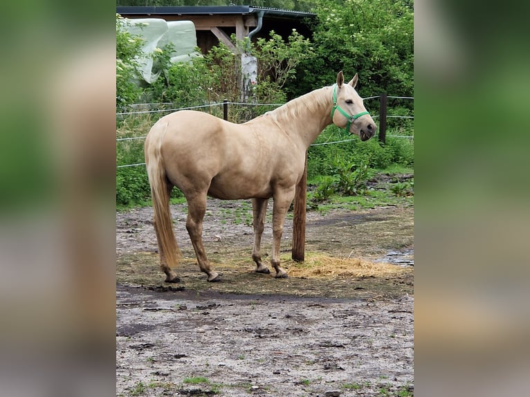 Caballo cuarto de milla Yegua 10 años 150 cm Dunalino (Cervuno x Palomino) in Wagenhoff