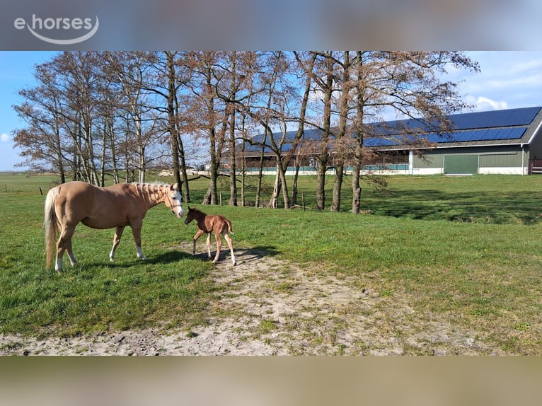 Caballo cuarto de milla Yegua 10 años 150 cm Palomino in Eesterga