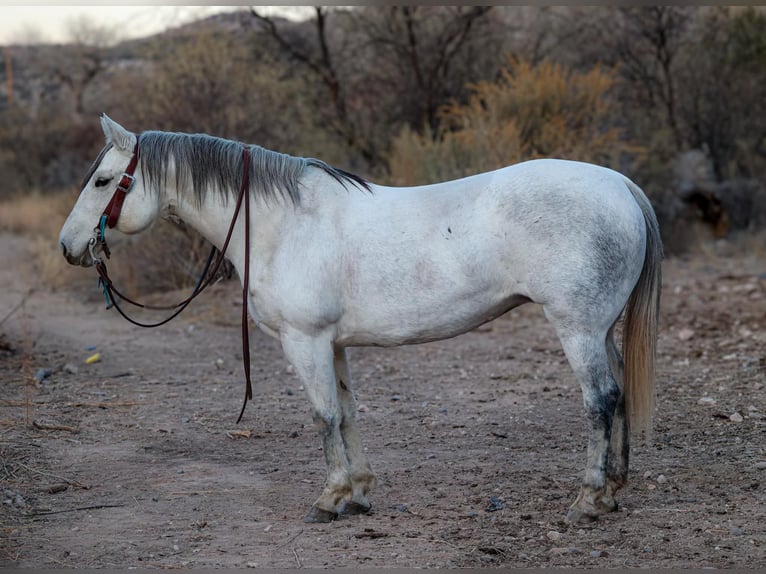 Caballo cuarto de milla Yegua 10 años 150 cm Tordo in Camp Verde AZ