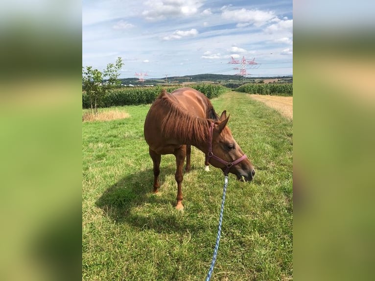 Caballo cuarto de milla Yegua 10 años 152 cm Alazán in Remseck am Neckar