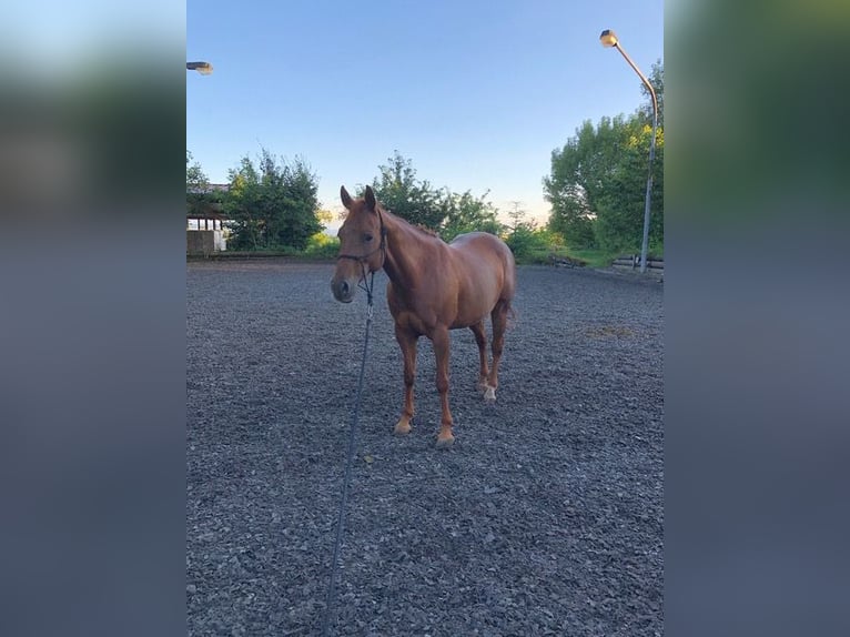 Caballo cuarto de milla Yegua 10 años 152 cm Alazán in Remseck am Neckar