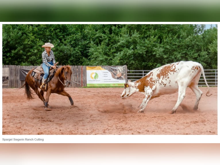 Caballo cuarto de milla Yegua 10 años 152 cm Alazán in Sinsheim