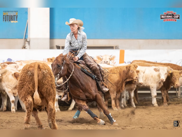 Caballo cuarto de milla Yegua 10 años 152 cm Alazán in Sinsheim