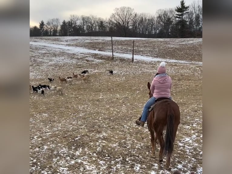 Caballo cuarto de milla Yegua 10 años 152 cm Alazán-tostado in Everett PA