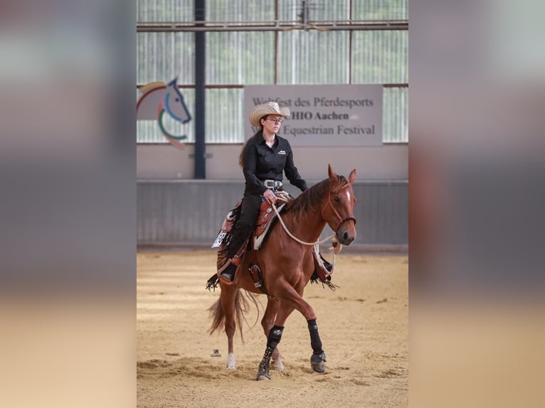 Caballo cuarto de milla Yegua 10 años 152 cm Alazán-tostado in D&#xFC;ren