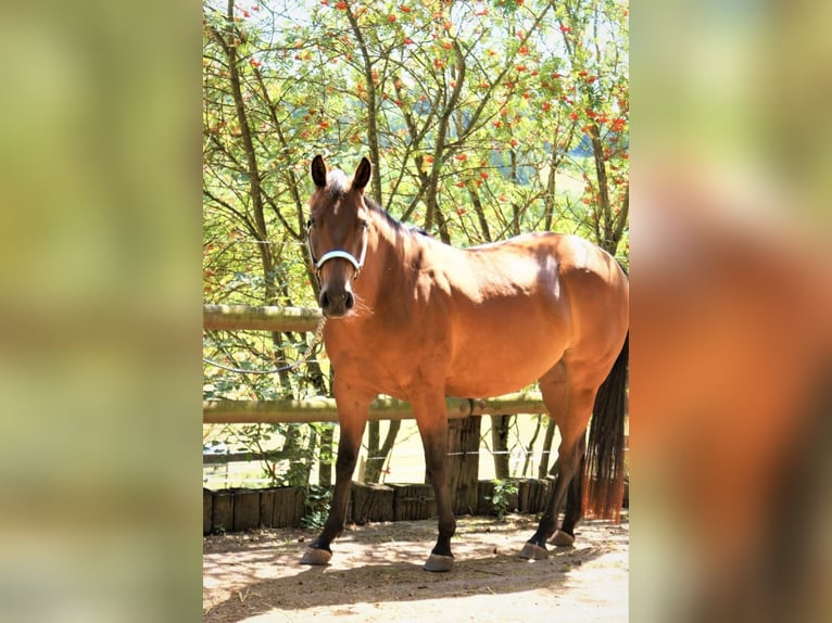 Caballo cuarto de milla Yegua 10 años 152 cm Castaño in Nettersheim