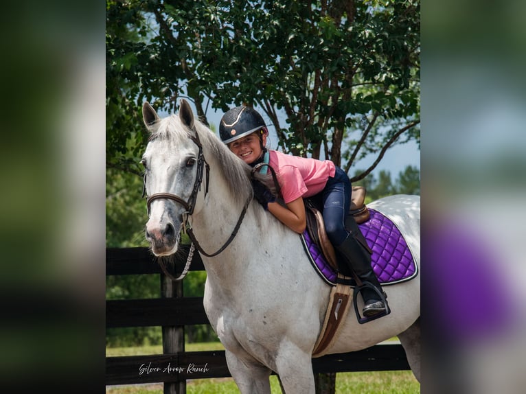 Caballo cuarto de milla Yegua 10 años 152 cm Tordo in Morriston, FL
