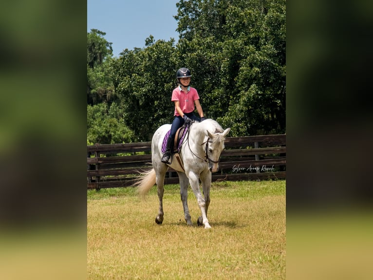 Caballo cuarto de milla Yegua 10 años 152 cm Tordo in Morriston, FL
