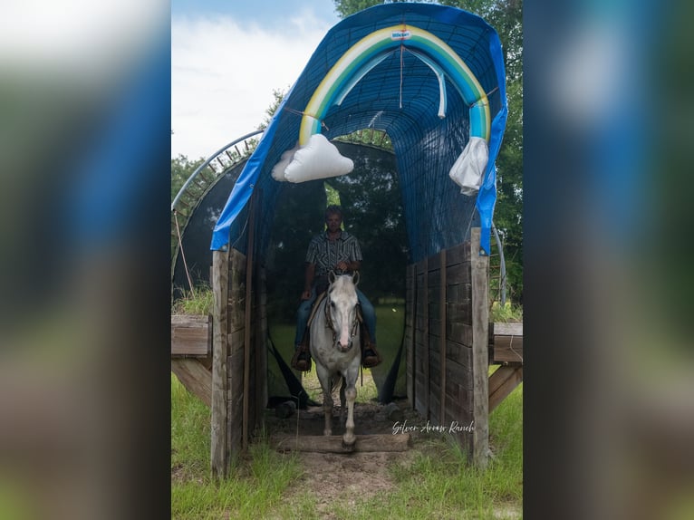 Caballo cuarto de milla Yegua 10 años 152 cm Tordo in Morriston, FL
